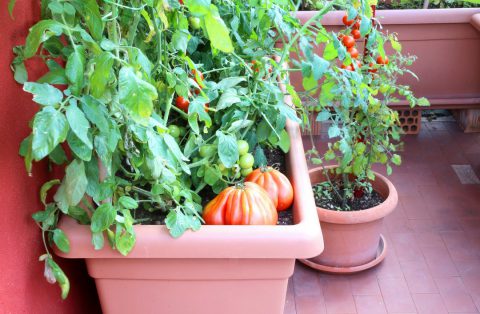 Un coin potager sur sa terrasse