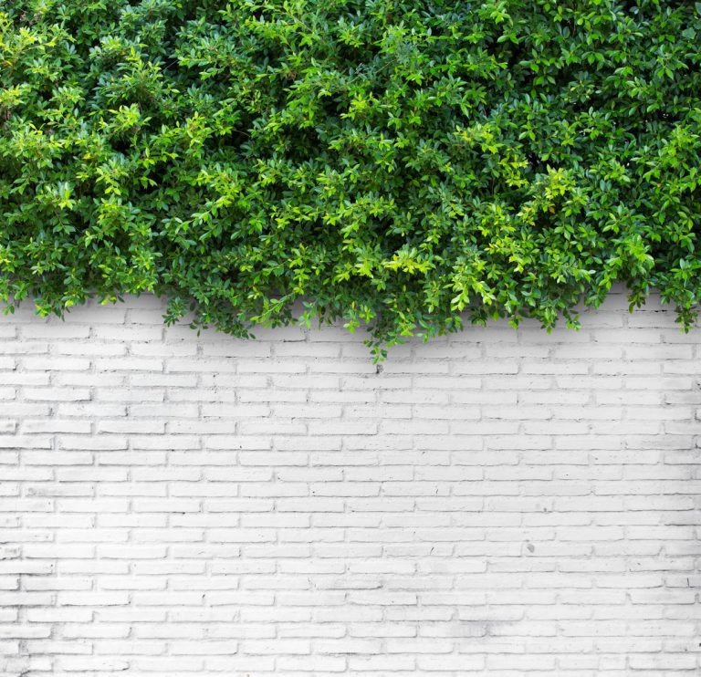 3 conseils sur le mur végétal sur balcon ou terrasse